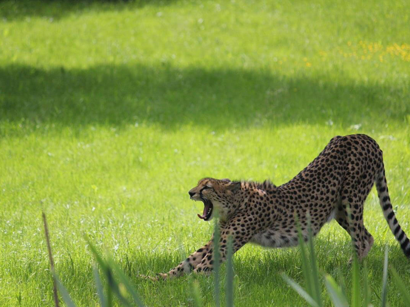 Tierpark Herberstein