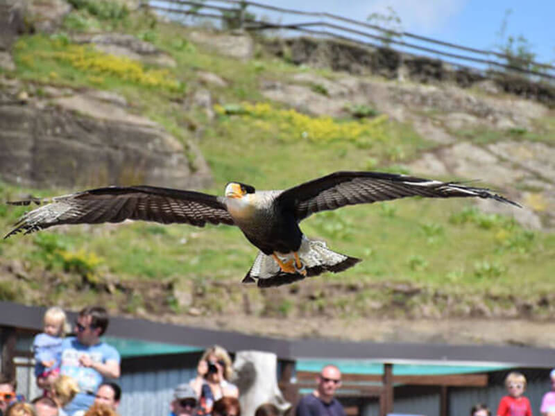 BIRD OF PREY SHOW RIEGERSBURG